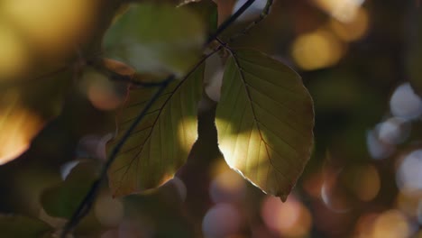 Illuminated-leaves-of-copper-beech-tree,-close-up