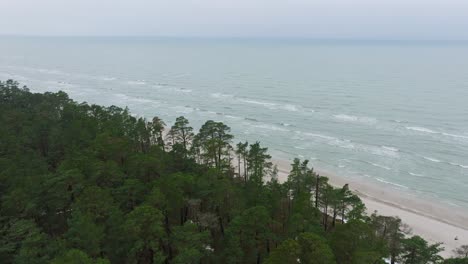 Aerial-establishing-birdseye-view-of-Baltic-sea-coast-on-a-overcast-winter-day,-beach-with-white-sand,-coastal-erosion,-climate-changes,-wide-drone-shot-moving-forward-over-the-pine-tree-forest