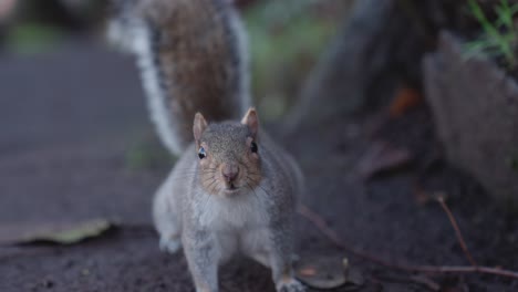 Eichhörnchen-Schaut-Aus-Der-Nähe-In-Die-Kamera-Und-Springt-Dann-Aus-Dem-Bildschirm