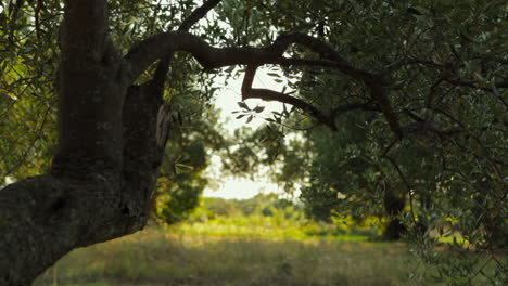 Old-Olive-Tree-Slide-to-Right