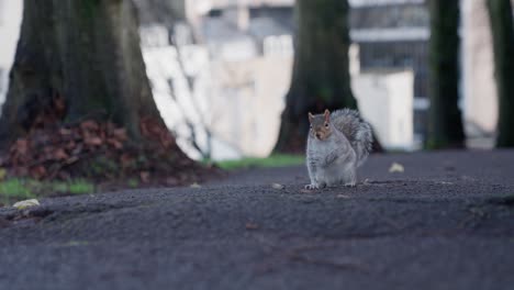 Squirrel-stands-in-the-middle-of-a-concrete-path-in-the-park-and-stands-on-its-hind-legs