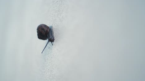 Common-Garden-Snail-Cornu-Aspersum-Slow-Moving-Gastropod-Isolated-Copy-Space-White-Wall-Moving
