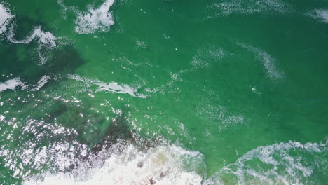 Sharks-swim-in-shallows-on-Plettenberg-Bay-coastline---top-down-aerial