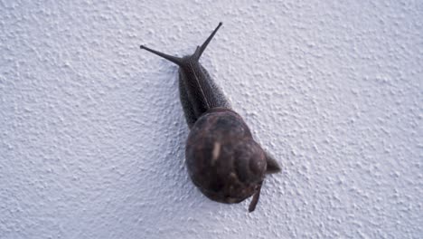 Snail-Time-Lapse-Moving-On-White-Wall