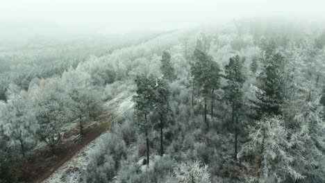 Drohne-Zur-Enthüllung-Von-Schnee--Und-Frostbedeckten-Wäldern-In-Der-Abgelegenen-Wildnis-Des-Dalby-waldes-Voller-Confier-weihnachtsbäume