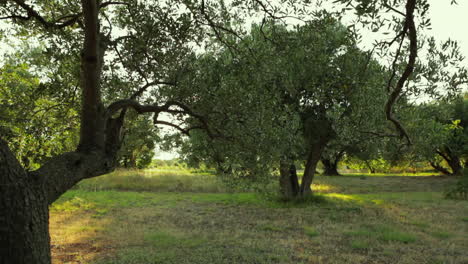 Olive-Tree-Left-to-Right-slide