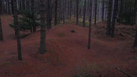 Aerial-Drone-Shot-Flying-Through-Tall-Pine-Woodland-Forest-UK