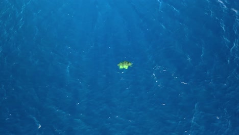 Green-sea-turtle-diving-below-ocean-surface,-overhead-aerial