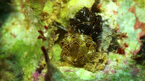 Cyerce-Sp-Nacktschnecke-Schmetterling-Nacktschnecke-Manado-Bucht-Nord-Sulawesi-Indonesien-25fps-4k