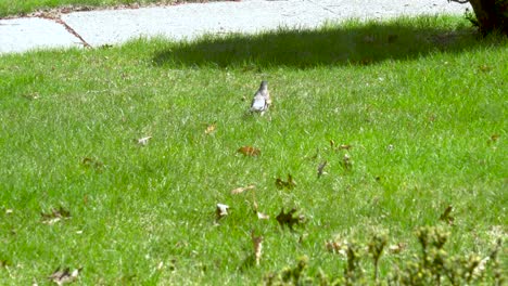 Ein-Nordamerikanisches-Rotkehlchen,-Das-Während-Der-Paarungszeit-Im-Frühjahr-Umherwandert