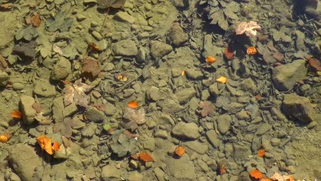 Schwimmende-Herbstblätter-Im-Fluss