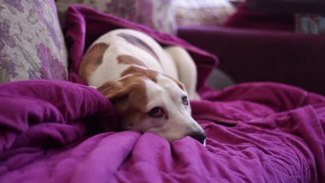 Brown-and-white-beagle-lying-on-a-purple-blanket-on-a-sofa-alone