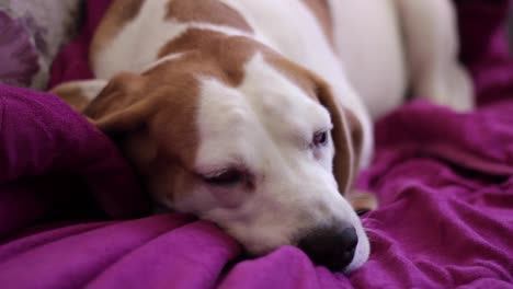 Der-Alte-Beagle-Liegt-Drinnen-Auf-Einer-Lila-Decke-Und-Blinzelt-Langsam,-Während-Er-Einschläft