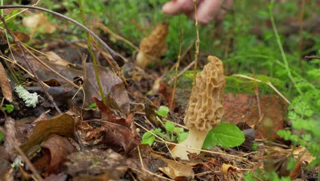 Three-morel-mushroom-picked-by-male-hand-in-forest,-day