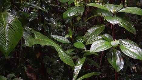 Regen-Im-Peruanischen-Regenwald