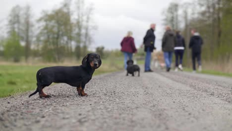 Curious-dachshund-dog-looks-at-camera,-runs-to-follow-family-on-walk-together