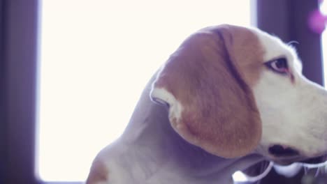 Statische-Ansicht-Eines-Alten-Beagle-Hundes,-Der-Sich-Umschaut-Und-Hängende-Ohren-Hat