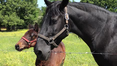 Black-mare-horse-with-her-filly-waiting-for-treats-at-fence