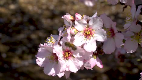 almond-tree-blossom-in-israel