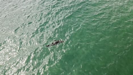 Cape-Fur-Seal-Swimming-Freely-In-The-Clear-Blue-Sea-Waters-In-Vleesbaai,-Western-Cape,-South-Africa---aerial-shot