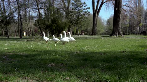 Five-white-geese-grazing-green-grass-on-meadow-of-trees-forest-park-on-a-sunny-spring-day