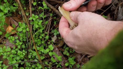 Top-view-of-man's-hand-picking-morel-mushroom-cutting-roots-with-knife
