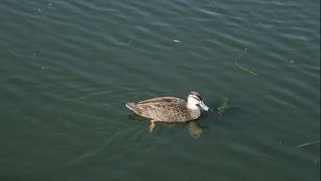 Graue-Ente,-Die-An-Einem-Sonnigen-Tag-Im-See-Schwimmt