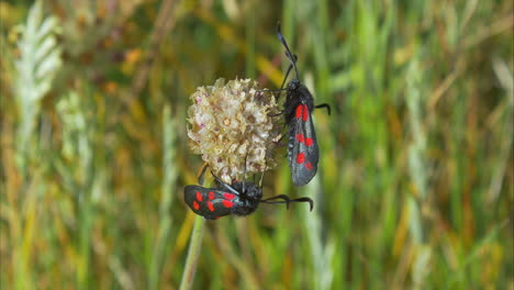 Two-six-spot-burnet-moths-cling-to-wildflower-blossom,-macro