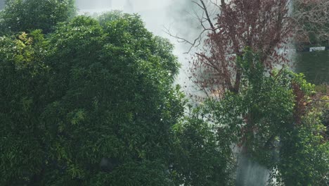 Smoke-rising-behind-green-tropical-forest-trees-at-day,-static-view