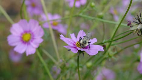 Biene-In-Zeitlupe,-Die-Pollen-Aus-Rosa-Kamillenblüten-Extrahiert