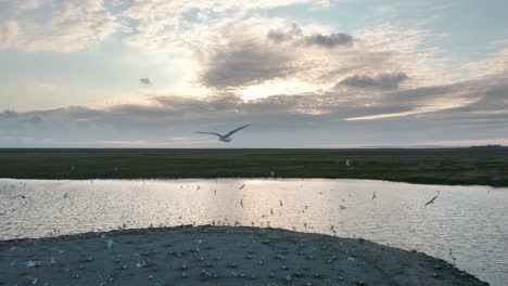 Aerial-Shot-As-Drone-flying-over-group-of-birds-seagulls-above-the-coastal-line-of-the-island-Vlieland,-Showing-the-ocean,-coast,-beach-and-landscape---parallax-drone-shot---4k