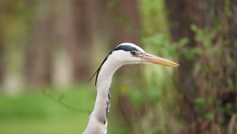 Profile-of-the-grey-heron-looking-and-raising-his-head-in-the-forest-of-copenhagen