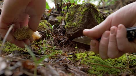 Close-up-of-hidden-Morel-mushroom-in-forest-picked-up-cutting-bottom,-slow-motion