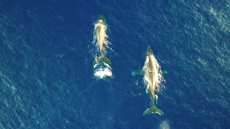 Scenic-View-Of-Humpback-Whales-Swimming-At-The-Pacific-Ocean-In-Oahu,-Hawaii---top-drone-shot