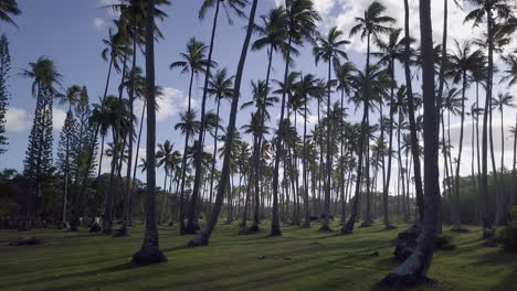 Cows-in-tall-coconut-plantation-in-grassland