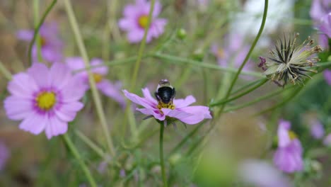 Slow-Motion-Bee-Worker-Collecting-Pollen-and-Flying-From-Pink-Flower-to-Chamomile-Flower