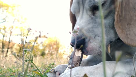Müder,-Hungriger-Beagle-Hund,-Der-Draußen-Einen-Stock-Kaut