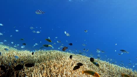 Schöne-Aussicht-Unter-Wasser-Mit-Verschiedenen-Tropischen-Fischen-Und-Zarten-Korallenriffen-Auf-Dem-Tiefblauen-Ozean---Mittlerer-Schuss