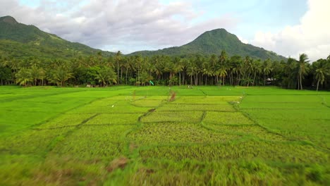 Lush-rice-paddy-fields-of-Camiguin-Philippines,-backwards-aerial