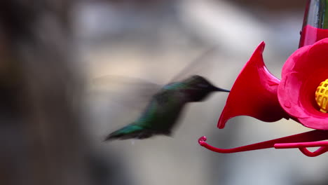 Close-up-of-hummingbird-at-feeder