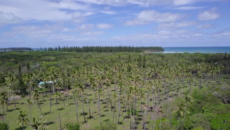 Aerial-over-coconut-plantation,-New-Caledonia