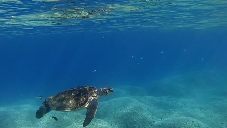 A-beautiful-green-turtle-swimming-with-coral-fish-beneath-the-waves---underwater