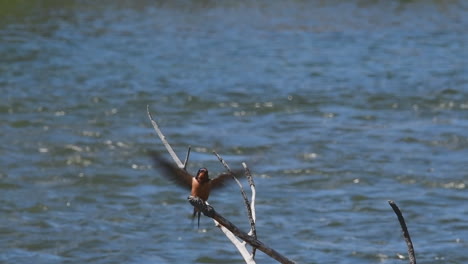 Swallow-on-a-branch-in-a-river