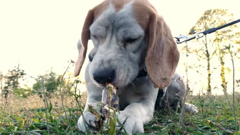 Playful-old-beagle-dog-chewing-a-stick-closeup