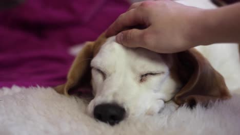 Statische-Ansicht-Eines-Ruhigen-Beagles,-Der-Auf-Einem-Weißen-Teppich-Liegt,-Während-Eine-Person-Seinen-Kopf-Streichelt-Und-Kratzt