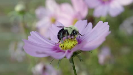 Macro-of-bumblebee-pollinating-a-pink-cosmos-flower-in-a-garden