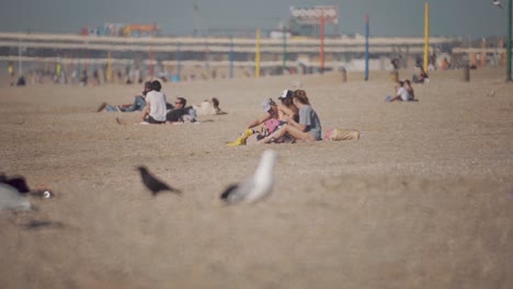 Variety-Of-Birds-Resting-On-The-Ground-At-The-beach-With-People-Hanging-Around---Wide-Shot