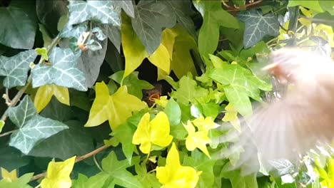 European-Robin-UK-chicks-at-entrance-to-nest-in-ivy,-calling-for-food