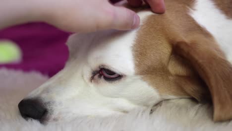 Side-on-close-up-of-a-beagle-lying-on-a-white-carpet-and-a-person-petting-its-head