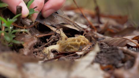 Macro-shot-of-small-Morel-mushroom-hidden-underneath-leaves,-hand-picks-it-up